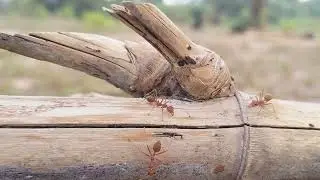 Empire of the Ants: Inside the Secret World of Nature's Tiny Warriors