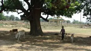 Tree Shade Therapy for Epilepsy. Part-1 &copy; Pankaj Oudhia