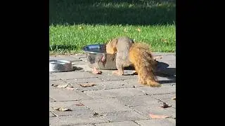 Thirsty Squirrel | A small sip, a quiet moment 🐿 ✨️