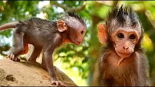 Skinny Baby Monkey Who Stood Alone:The Real Life Of A Lovely Baby Monkey While Living In The Wild