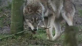 Instinct vs Learning, Nature vs Nurture