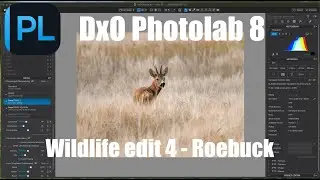 DxO Photolab wildlife edit 4 - Roebuck