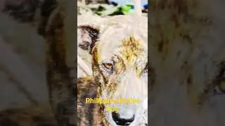 PHILIPPINE WITCH DOG 🐶