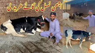 10 Lakh Ki Cow 🐄 Khareed Li Alhamdulillah 