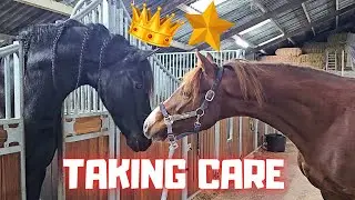 Taking care of Rising Star⭐| Do Queen👑Uniek & Spidey look alike? | Friesian Horses