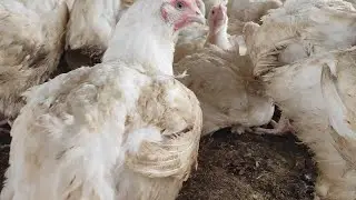 Biggest Poultry Farm In Cameroon, Poultry Farming in Africa