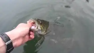May 01, 2015 - Smallmouth Bass Release