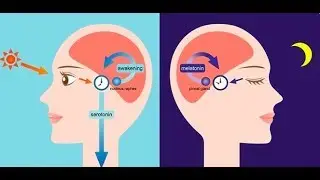 Quick Tip #1: Circadian Rhythm & Waking Up