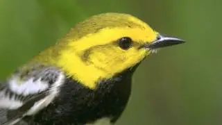 Favorite Bird Photos from 2015