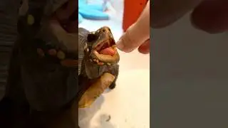 Redfoot tortoise binges on crispy freeze dried mealworms #tortoise #animalcommunication