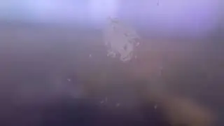 Baby Berghia nudibranch time lapse born hours before