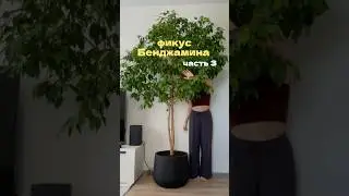 Фикус Бенджамина