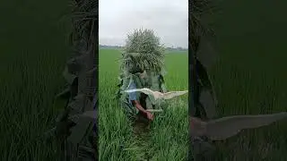Bok Video wow 🥰🥰🥰 #bird #birds #paddy #rice #viral #tiktok #tranding #Bok