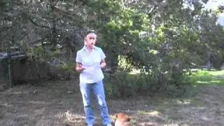 Helping Your Dog Lose Weight