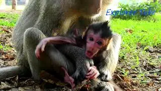 Soo Unbelievable FAUNA Gave Newborn FARRAH/ she just gave birth a baby FIGI on 03/ 15/ 2019 & died.