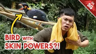 Myna Studios: Mutant MYNA BIRD with SKIN POWERS?! | Common Hill Myna