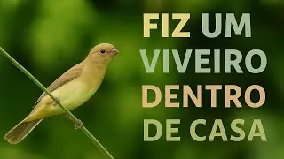 FIZ UM VIVEIRO DENTRO DE CASA!😱 #coleirosolto #viveiros #natureza ##reprodução 