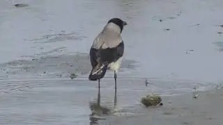 The hooded crow, hoodie, Corvus corone cornix eats water shells