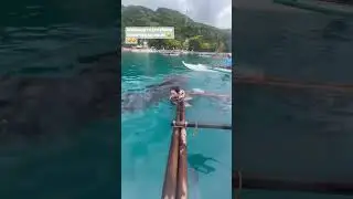 WHALE SHARK INTERACTION