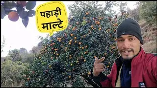 पहाड़ों में माल्टो का सीजन शुरू😋|| Pahadi Lifestyle Vlogs || Deepak kandari vlogs || @PahadiBiker 