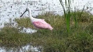 roseate spoonbill