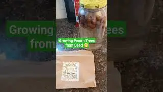 Growing My Own Pecan Trees from Seed Part 1 #hobby #gardening #sidehustle