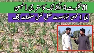 Narc G1 Garlic Farming 4 Accor // G1 garlic booking all pakistan // G1 Crop complete information
