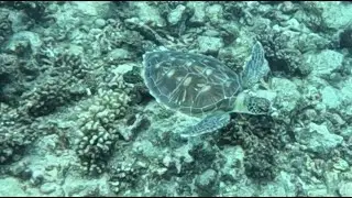 Bora Bora Dive 4 Haapiti Reef