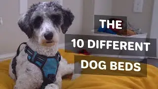The 10 Different Types of Dog Beds EXPLAINED
