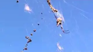 Orb spider vibrating web