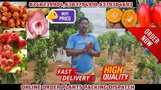 101+ NEW ONLINE ORDER PLANTS PACKING DISPATCH FOR ALL CUSTOMERS TODAY - BEST NURSERY GARDEN ONLINE