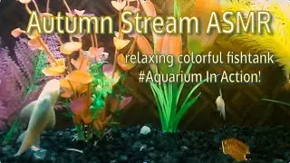 Autumn Stream ASMR  #Aquarium In Action! relaxing colorful fishtank Glofish Tetras #SidewaysLarry