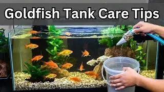 गोल्डफिश टैंक का पानी कैसे बदलें? | आसान टिप्स & गलतियाँ जो न करें! 🐟💧
