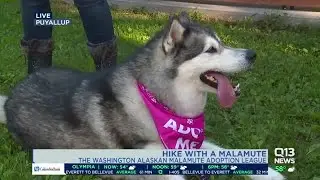 Hike with a Malamute