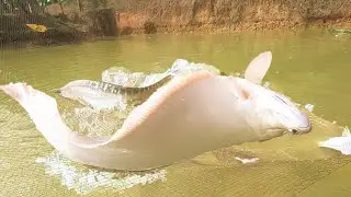 Amazing Flat Fish Hunting | Village Best Cast Net Fishing
