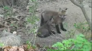 Fox kits: babies of spring - CTnaturalist