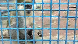 Green Monkey family with New Born Baby