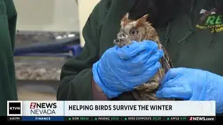 Helping birds survive the winter