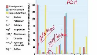 Jeffrey Kiggins lectures Acid Base Electrolytes 2of4