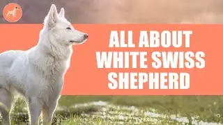 White Swiss Shepherd: All About This Well-Muscled Dog With Harmonious Lines