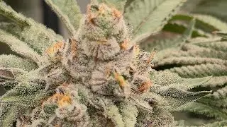 26 Different Phenos Day 45