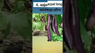 top 5 varieties of brinjal‼️bangan varity ‼️ बैंगन की किस्में ‼️book effect