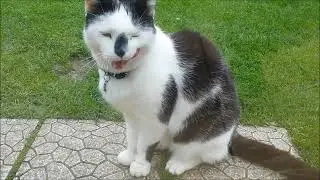Chat qui tape à la porte pour entrer