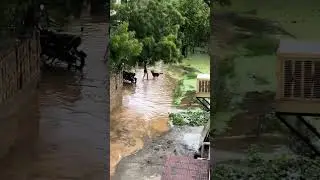 😨 Bhartpur Rajasthan #viralvideo #rain #rajasthan