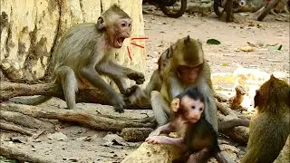 The brat Little monkey Janna near mom for milk