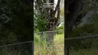 Mass Grave Ray County Cemetery              Richmond Missouri 09/20/2025 SLS Camera