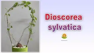 Dioscorea sylvatica | Caudex planta | Edenelfs