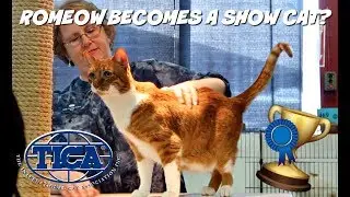 ENTERING A CAT SHOW WITH MY SENIOR RESCUE CAT?! | TICA Cat Show | Columbus, Ohio