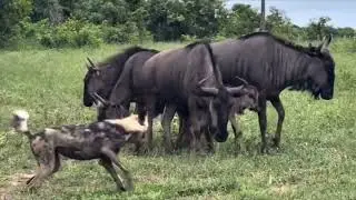 😱😱#wilddogs #NaturelsWild #naturelovers #WildAdventure #reels #WildlifeWonder #UnexpectedNature 