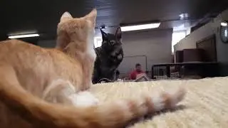 Killer kittens